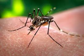 El dengue, una enfermedad endémica en muchos países tropicales