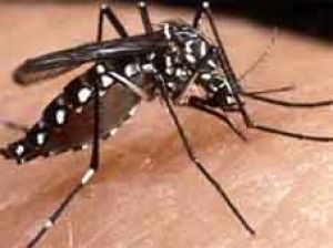 Vuelven a dispararse alertas sanitarias en Latinoamérica por epidemia de dengue
