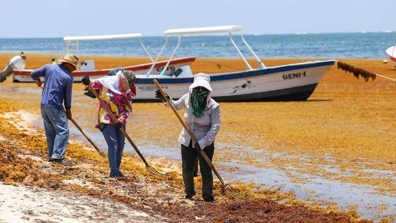 Quintana Roo prepara declaratoria de desastre por sargazo en sus playas
