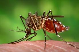  Emite comunicado oficial Instituto Brasileño de Turismo sobre Zika